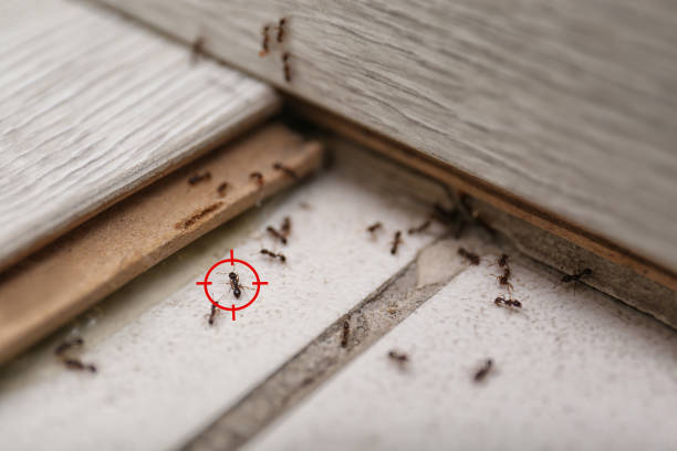 Best Flea Control Services  in Frazier Park, CA