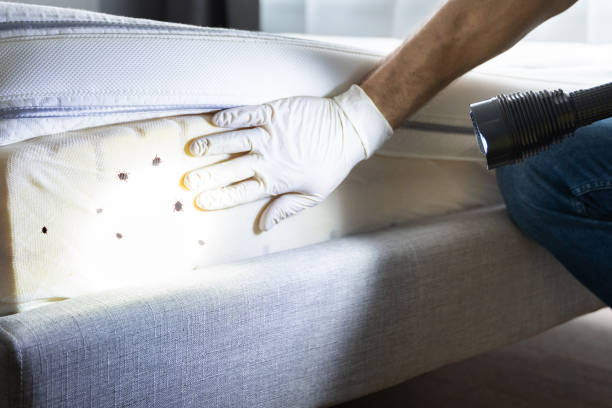 Best Pest Inspection Near Me  in Frazier Park, CA