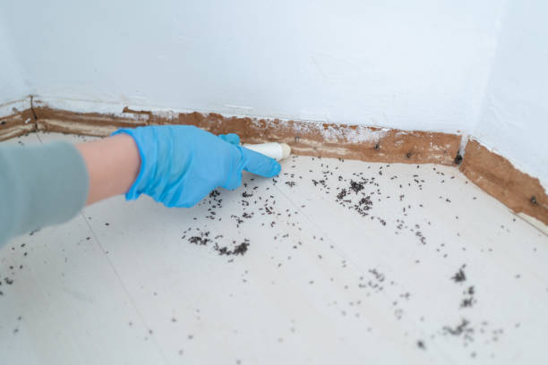 Best Exterminator Services  in Frazier Park, CA