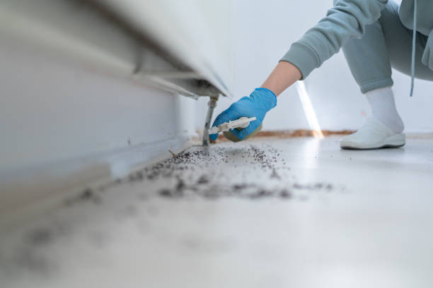 Best Local Pest Control Services  in Frazier Park, CA